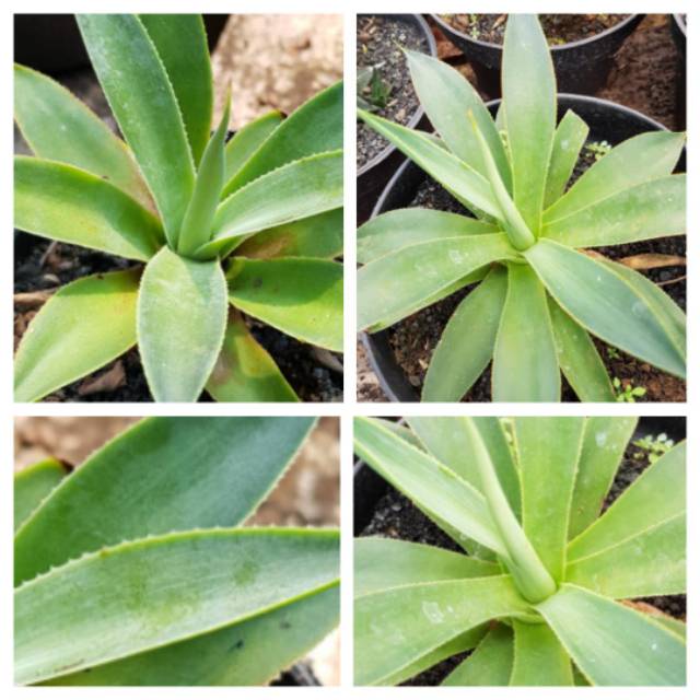 Bibit tanaman agave spp blue flame bunga sukulen murah tanaman hias indoor kaktus sukulen murah
