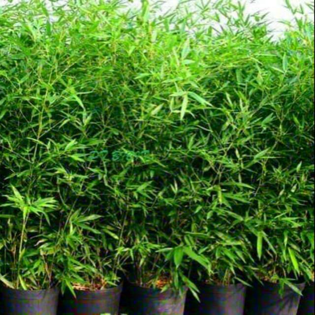 Bibit tanaman hias bambu mini cina hijau