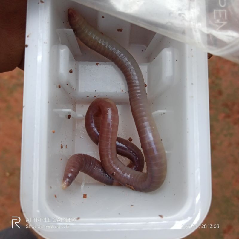 Cacing Kalung cacing tanah satu / ekor