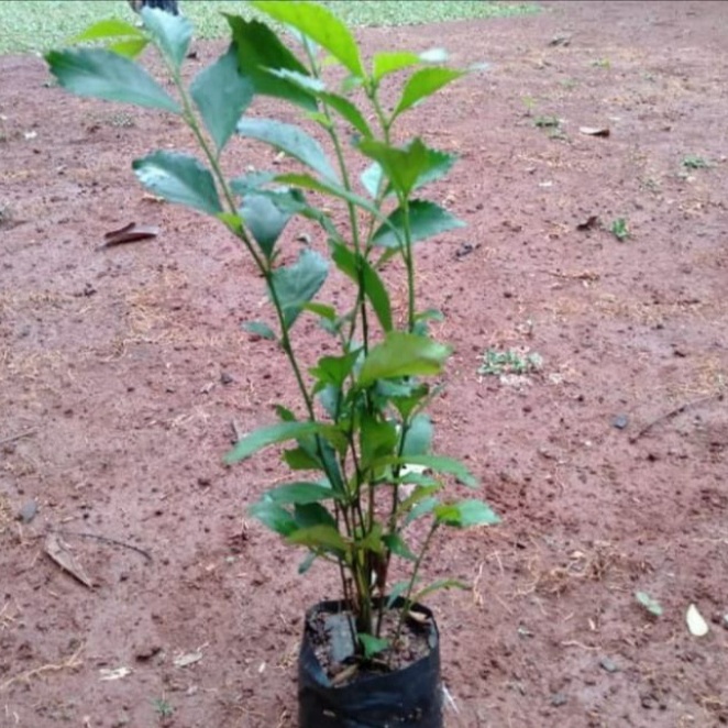 

pohon teh tehan/tetean