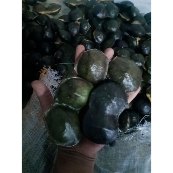 

STOK TERBATAS Jengkol Jering Jengki Tua belum Kupas 1kg
