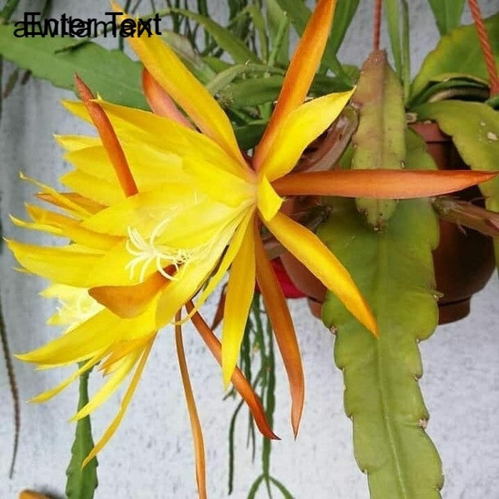 (COD) BARU Bibit bunga wijaya kusuma epiphyllum kombinasi kuning-orange
