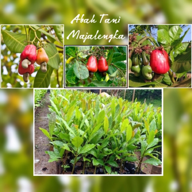 Bibit Jambu Mete / Jambu Monyet