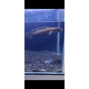 limbata CB rim tebal rakus makan pelet 6-7cm