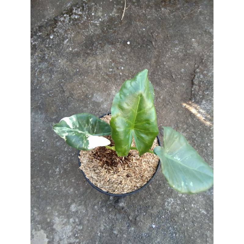 Tanaman Alocasia Sente Varigata