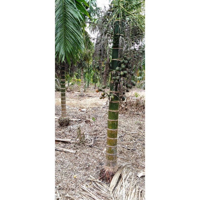 bibit pinang betara kecambah