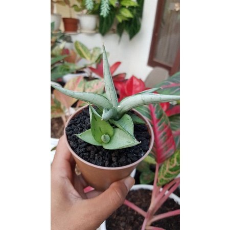 Sansevieria/Sansivera Boncel Platinum