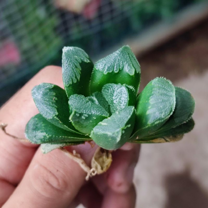 Sukulen Haworthia Truncata Hybrid Green Rose Seiko Nishiki