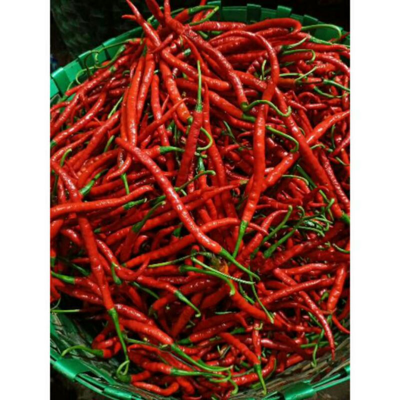 

cabai merah keriting 500g