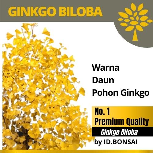 Biji Bonsai Ginkgo Biloba | Benih Bahan Ginggo PREMIUM-4