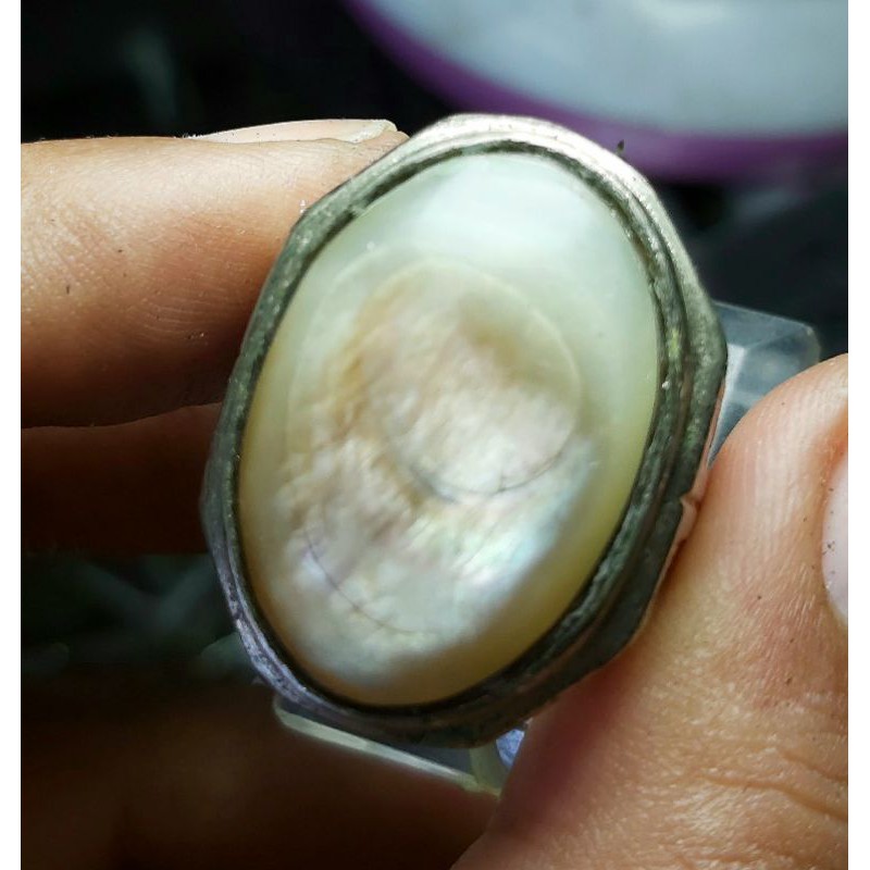 Abalone Shell Jumbo