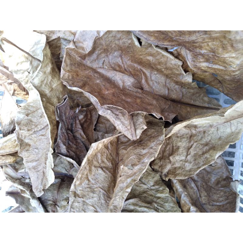 daun ketapang kering penetral PH daun ketapang kering mengendalikan jamur pada ikan daun ketapang kering untuk ikan arwana oscar chana dan cupang