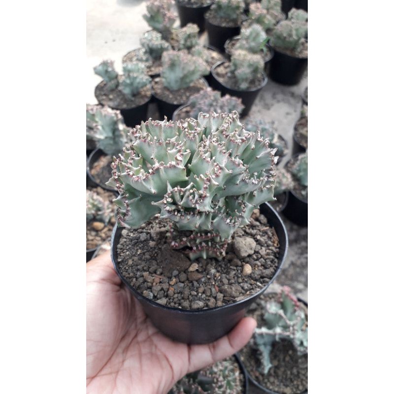 EUPHORBIA LACTEA CRISTATA