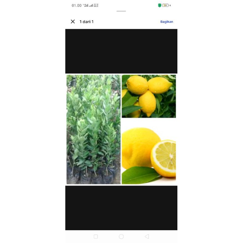bibit tanaman buah lemon buah lemon