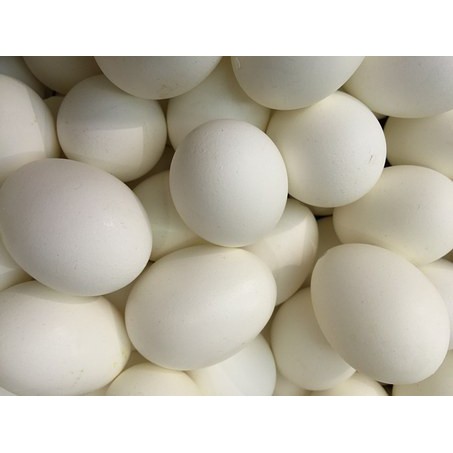 

Telur Angsa Fresh (Untuk di Konsumsi)