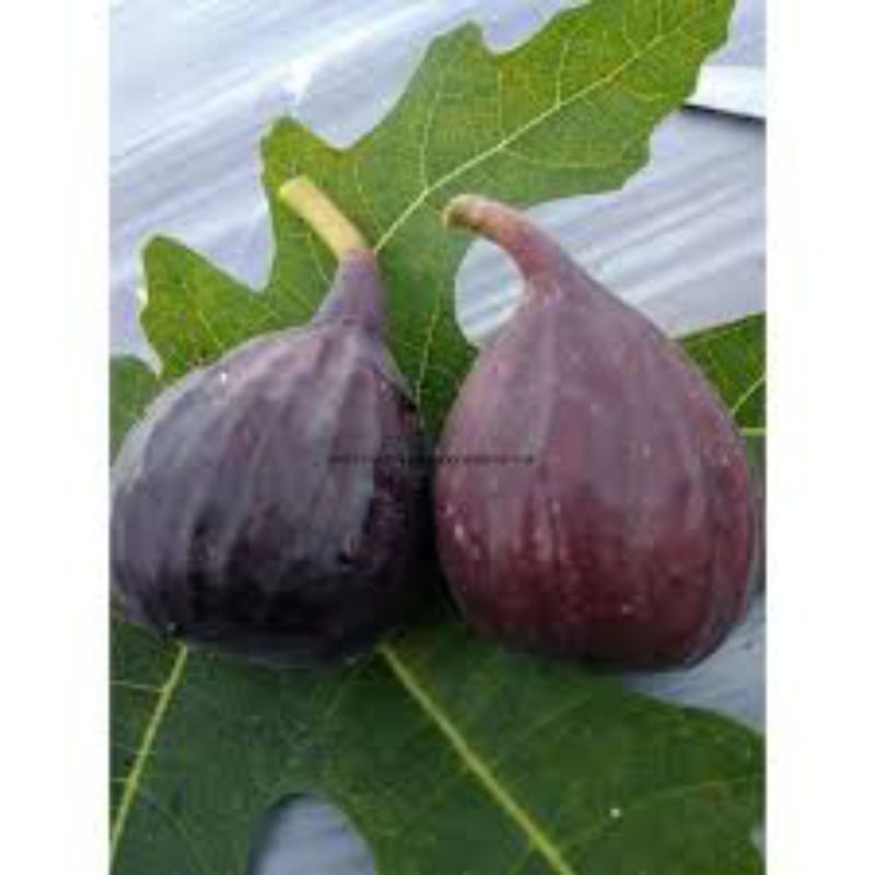 bibit buah tin jenis black lda jumbo