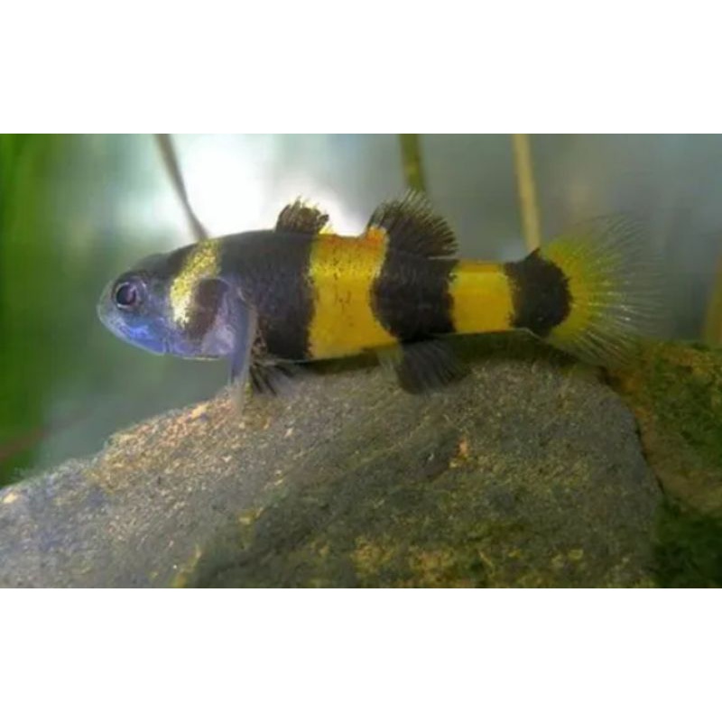 ikan hias air tawar bumblebee goby Aquascape