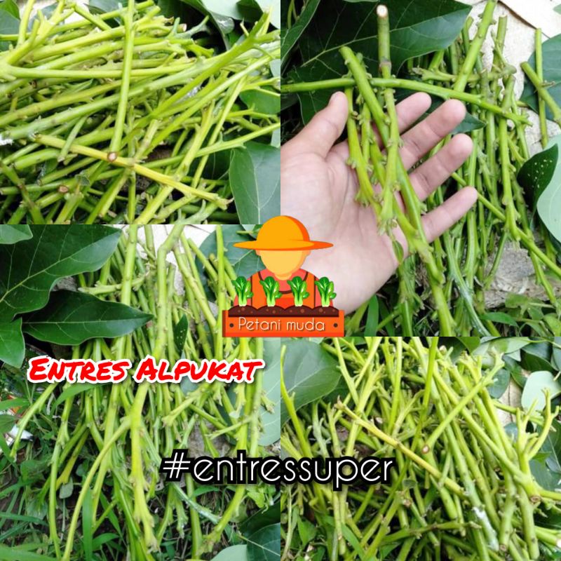 ENTRES ALPUKAT SUPER UNGGUL, ALIGATOR, MIKI, SUBANG, RED V, SAB 034, REED, AVOZILA, MENTEGA (pesan d