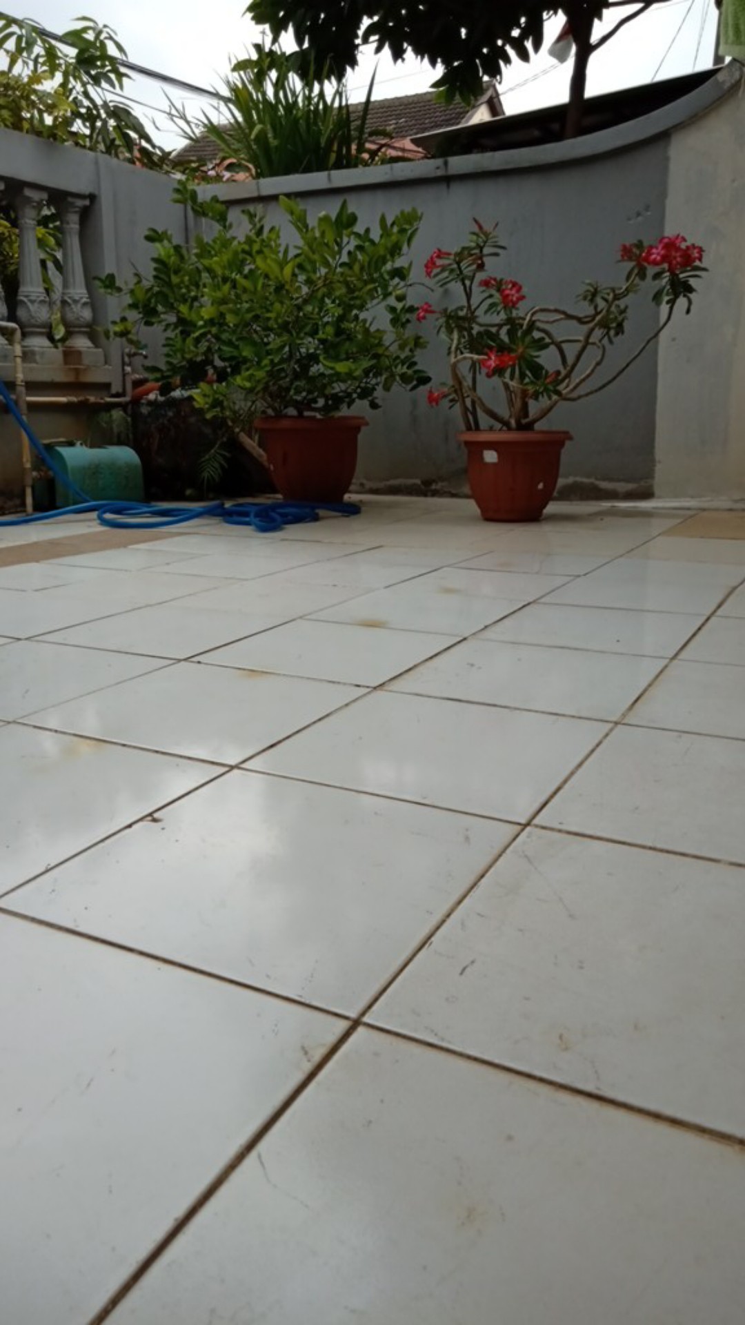 Promo Tanaman Hias Kamboja Adenium Bunga Merah Putih