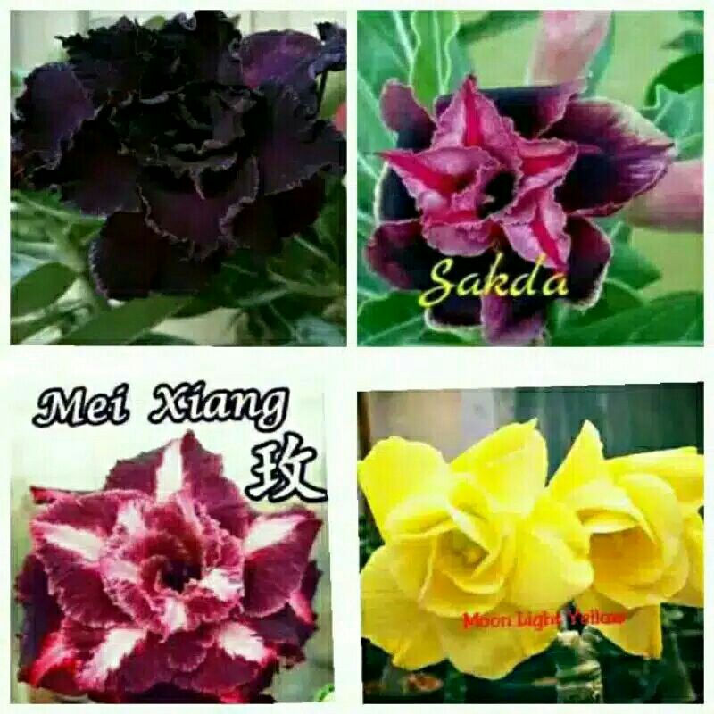 adenium bunga tumpuk "Paketan 4 warna tercantik