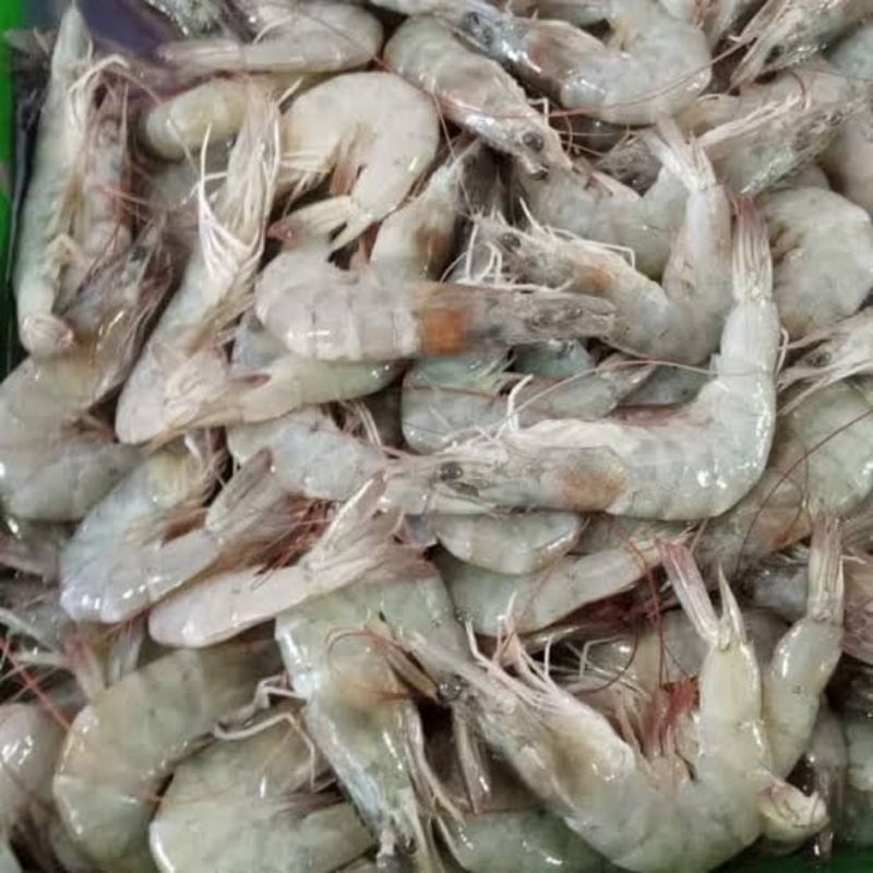 

Udang - UDANG SEGAR