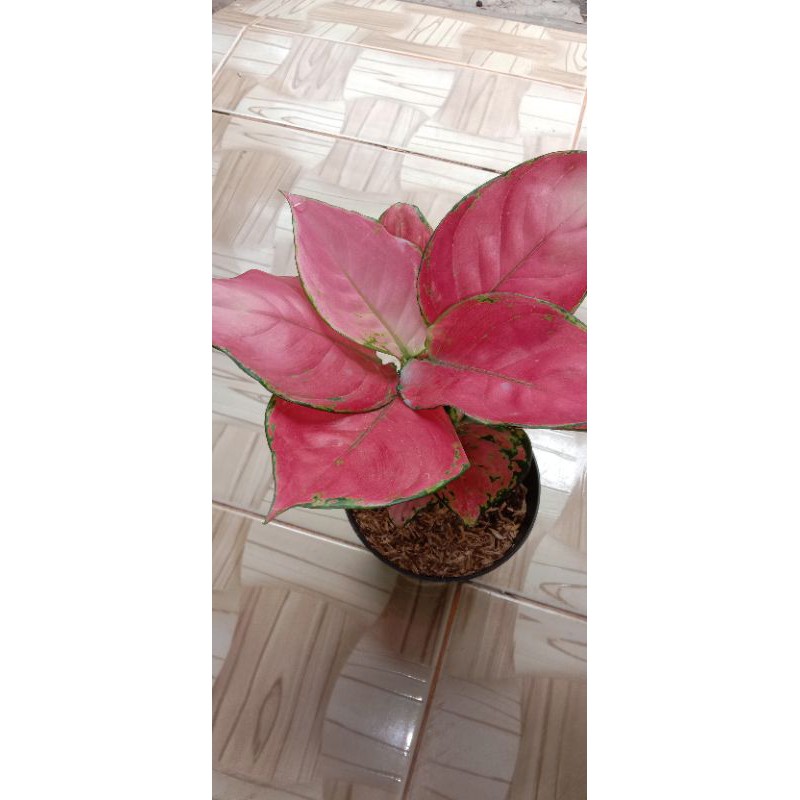 aglaonema red anjamani