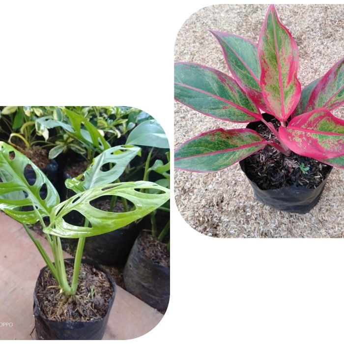 paket 2 jenis tanaman hias - paket 2 jenis tanaman hias murah