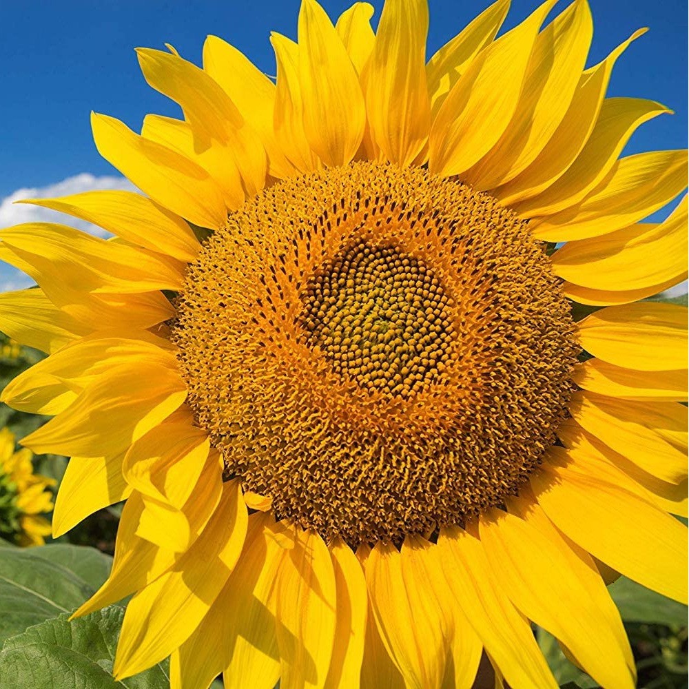 PlantaSeed - 10 Seeds - Sunflower Mammoth Biji Bunga Matahari Bunga Besar Jumbo Biji Bunga Tanaman Hias Flower Seed Murah Termurah - PAS0246