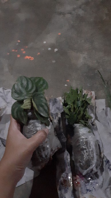 Tanaman Peperomia Semangka