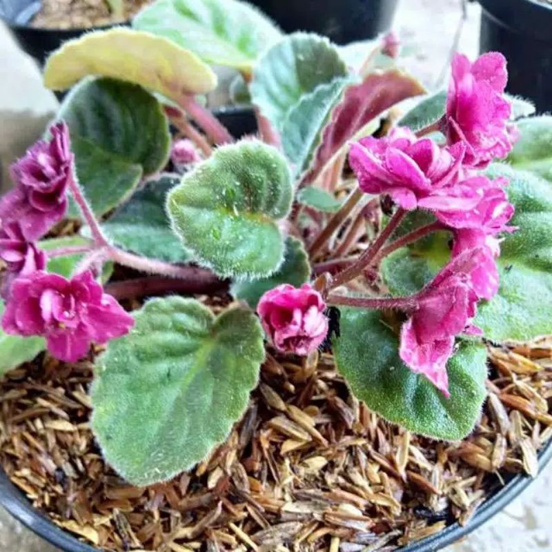 Tanaman Hias Begonia Violces Pink/Begonia Mawar Pink/Bunga Bertumpuk