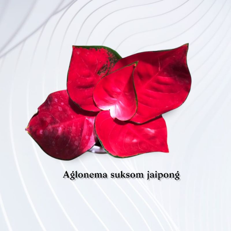 Aglaonema suksom lokal