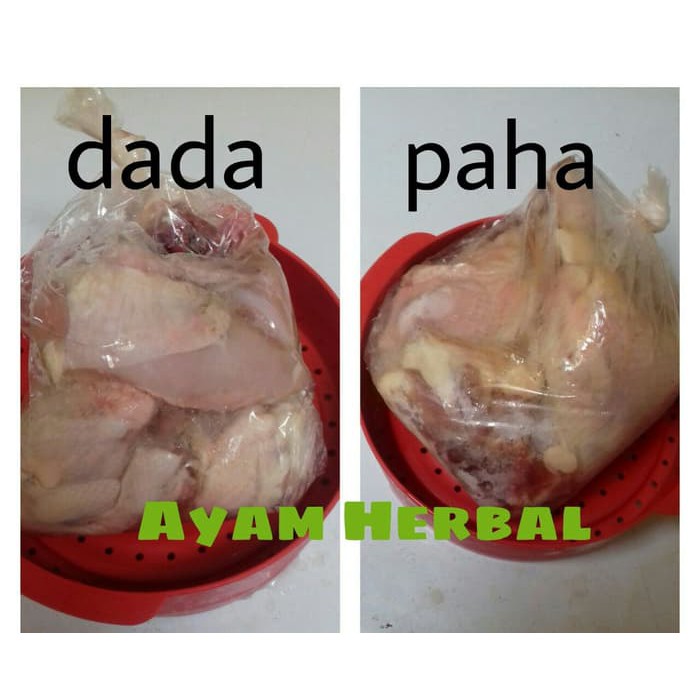 

paha ayam herbal grosir