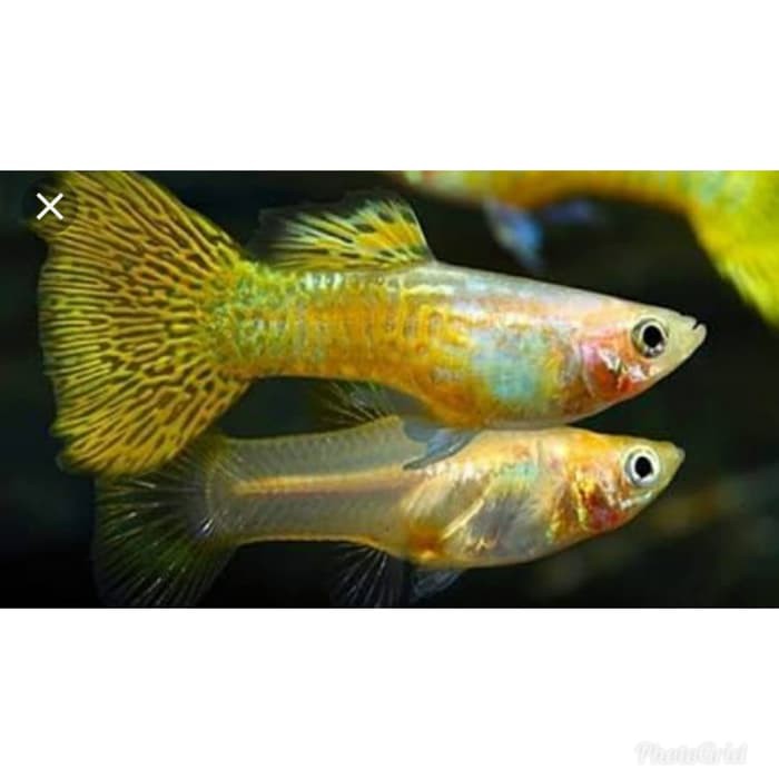 

Promo ikan hias Guppy yellow cobra pasang an Murah
