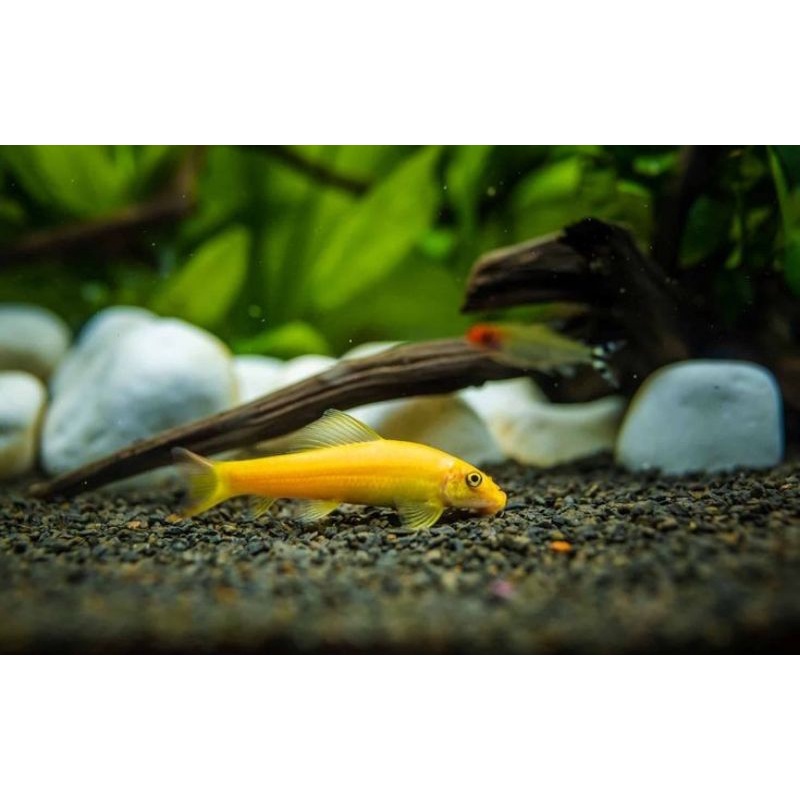 Ikan Pembasmi Chinese Algae Eater (CAE)