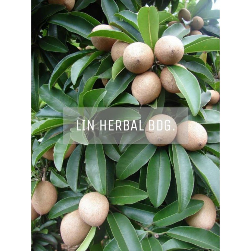 

jual buah sawo muda paket 1 kg