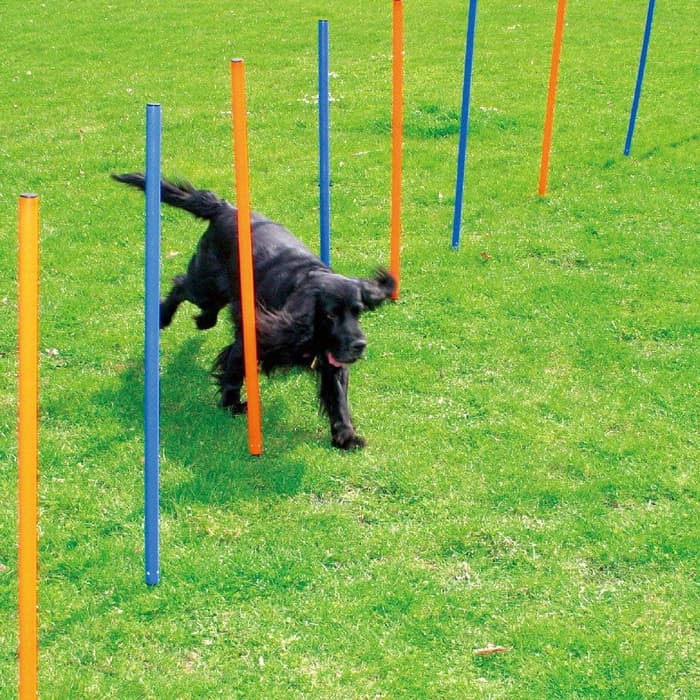 Alat Melatih Anjing Pawise Dog Agility Slalom Set Exercise Shopee Indonesia