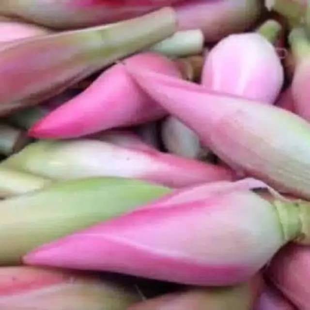 

Murah kecombrang atau bunga honje 100gr