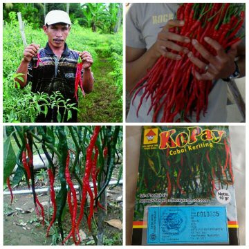 

Benih Bibit Cabai Cabe Kopay