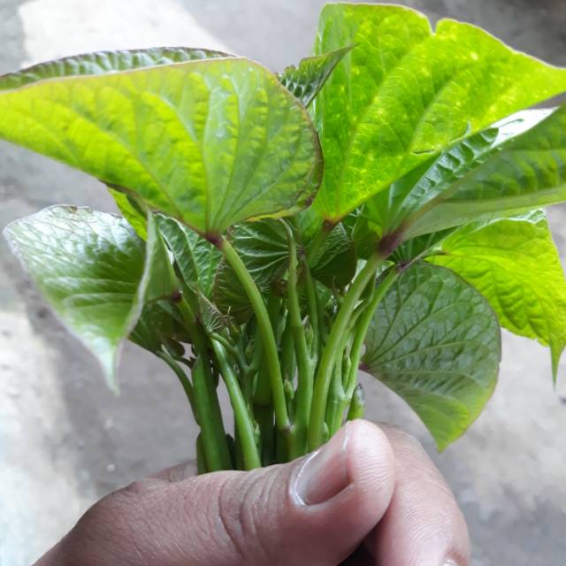 

Daun ubi pucuk per 500gram