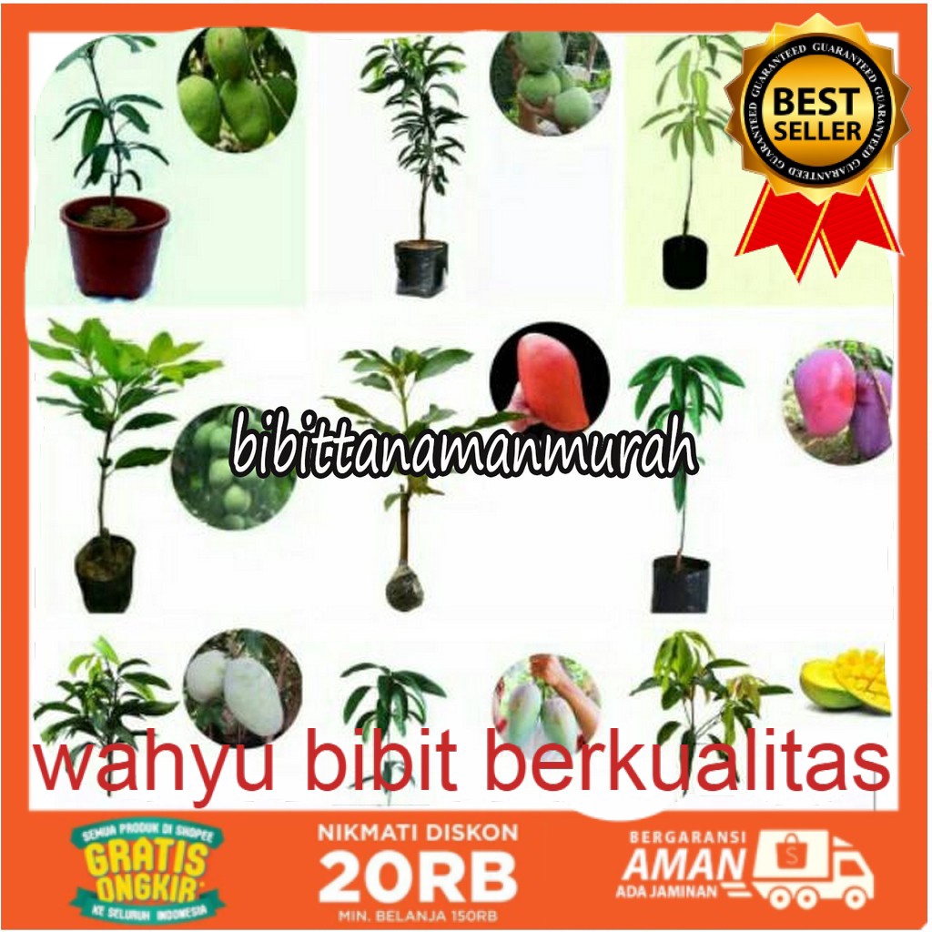 9 paket bibit buah mangga super