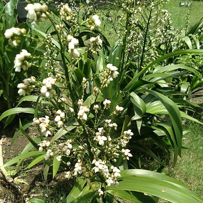 anggrek tanah bunga putih