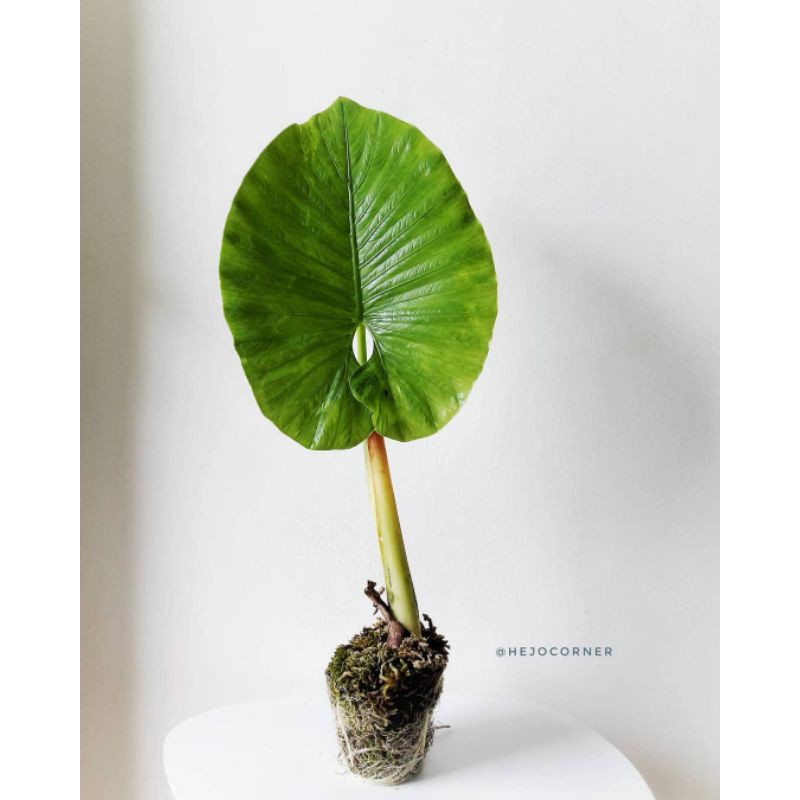 Alocasia Alba