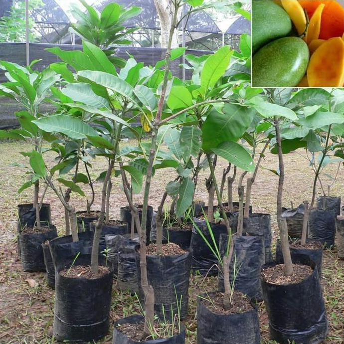 Bibit Tanaman Buah Mangga Manalagi C4Ps