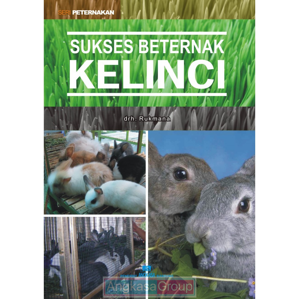 Sukses Berternak Kelinci