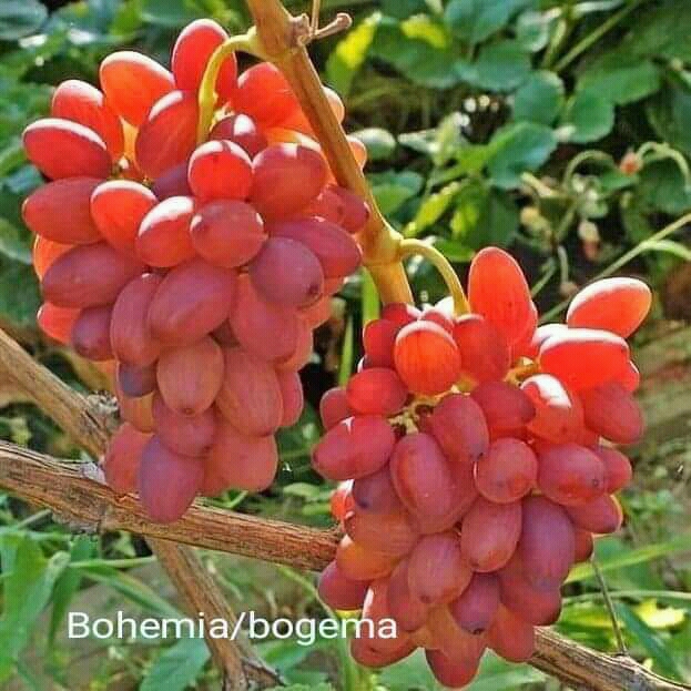 

BOGEMA anggur import merah dan manis