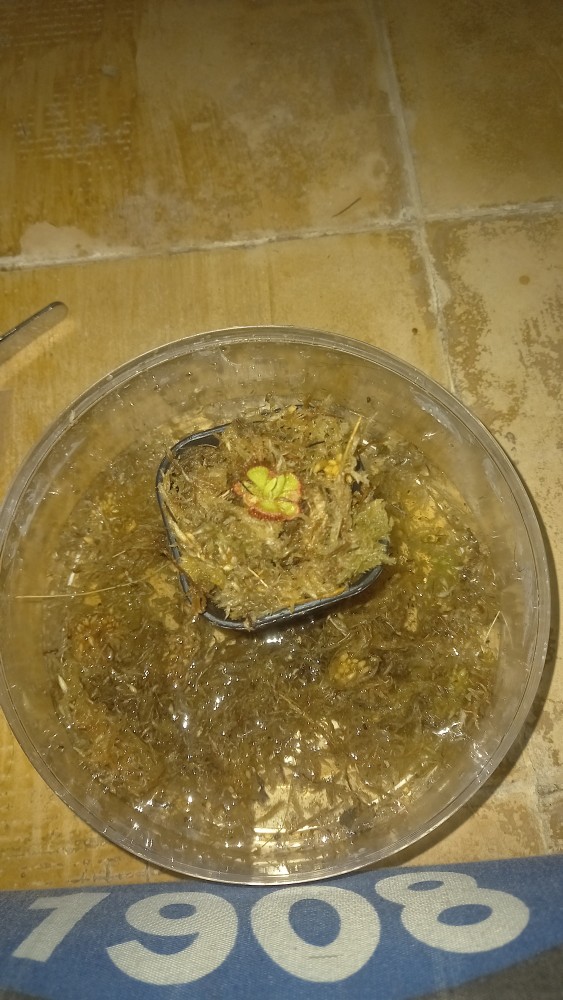 Pot Kotak Hitam 5x5x7 Cm