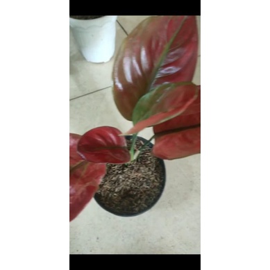 aglonema ayunindi remaja daun 4-5