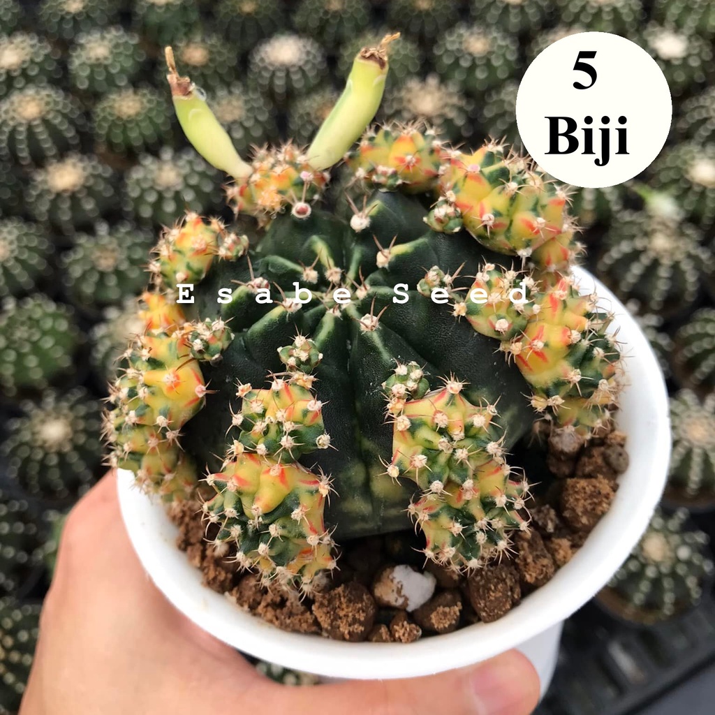 Benih Biji Bibit Kaktus Gymno Peach Blossom Cactus Import