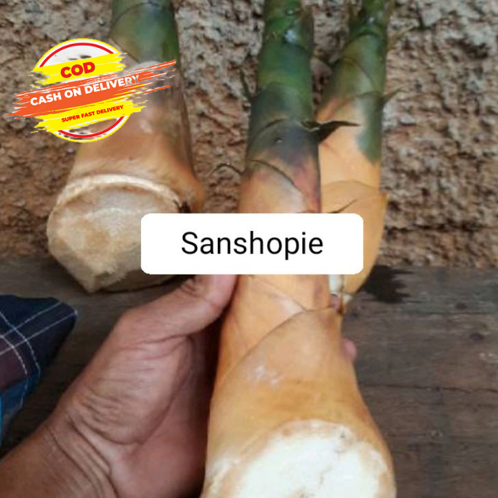 

Paket 500 gram rebung bambu kuning asli fresh