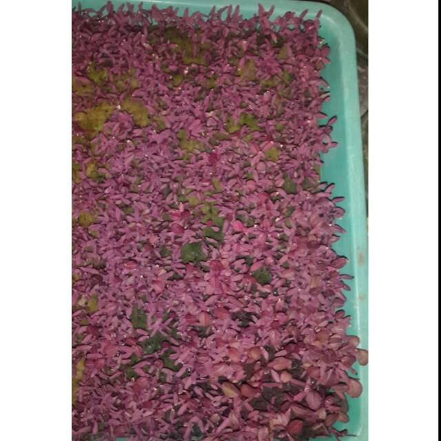 Bayam Merah